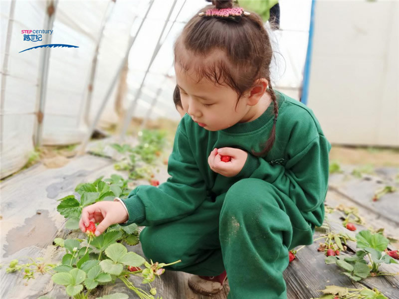 跨世纪幼儿园体验化教学——一起摘草莓